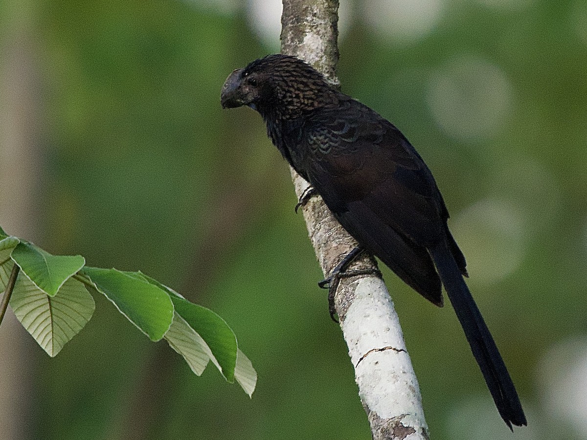 Smooth-billed Ani - ML637589879