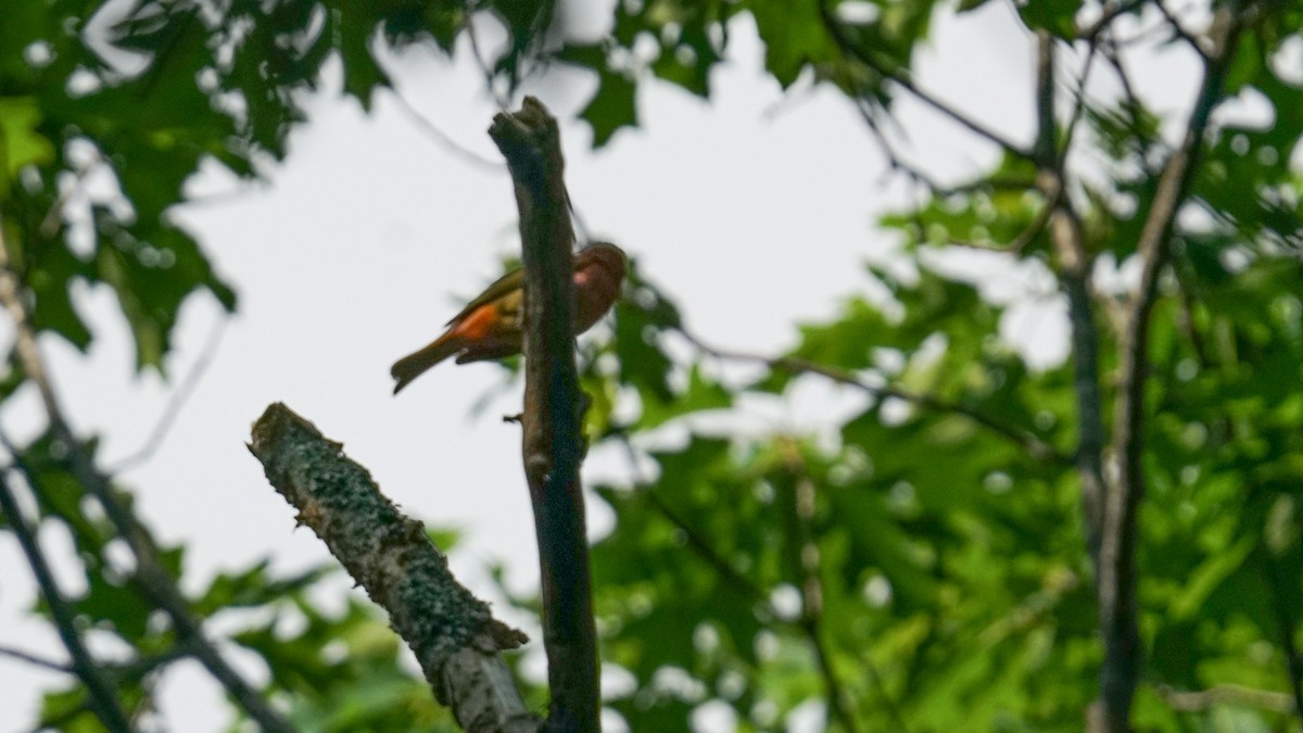 Summer Tanager - ML637589881
