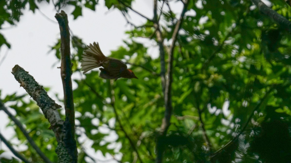 Summer Tanager - ML637589882