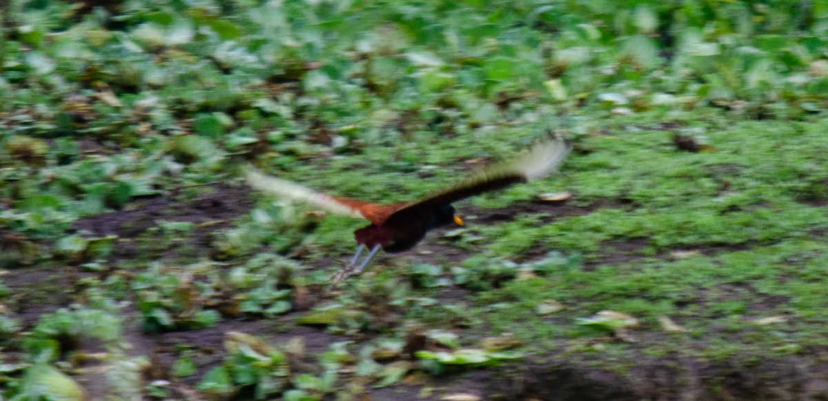 Jacana noir - ML637589895