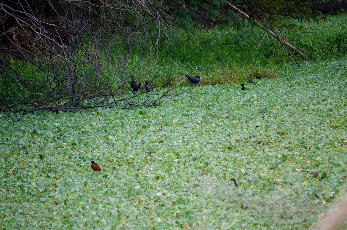 Jacana noir - ML637589896