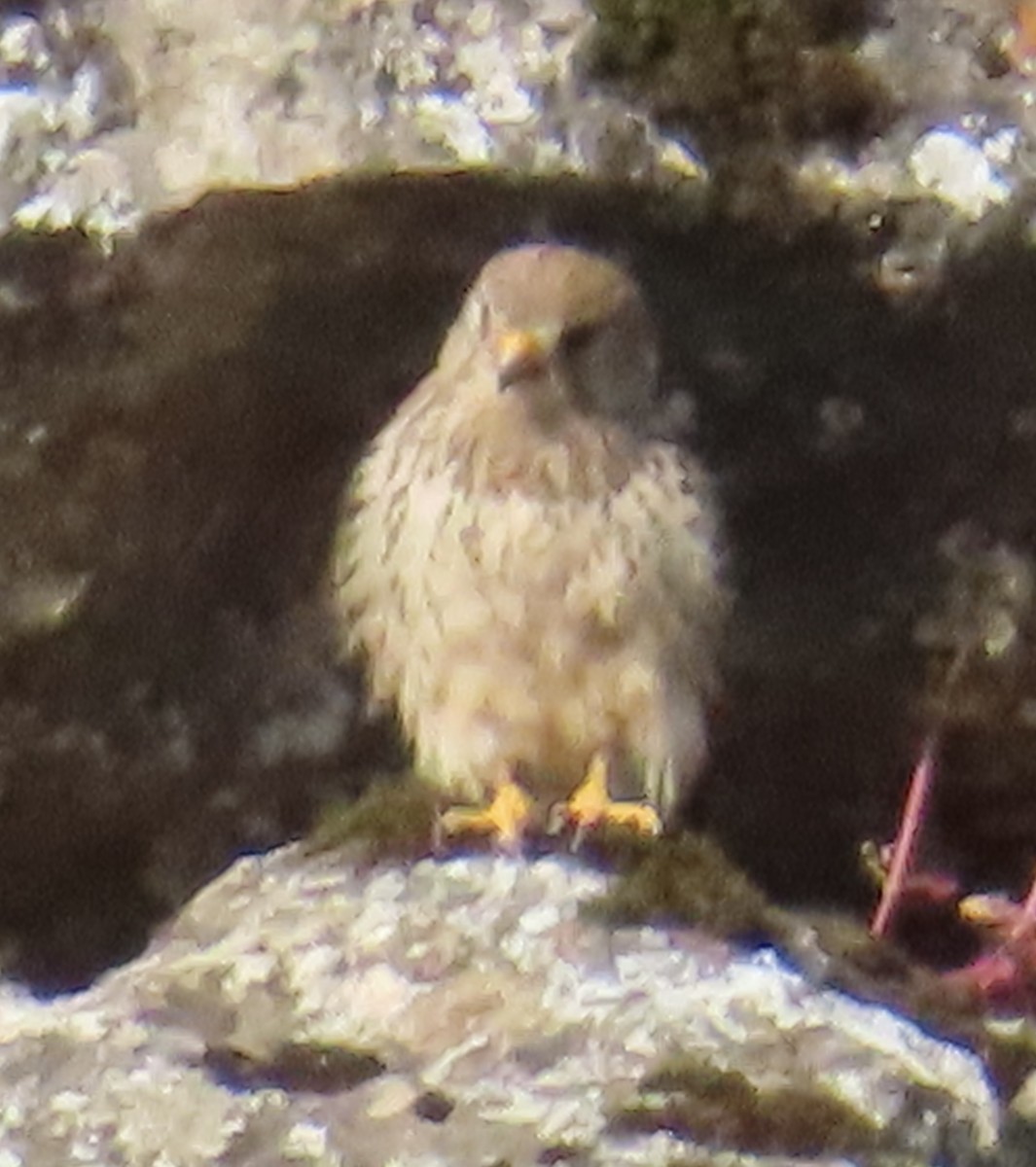 Faucon crécerellette - ML637589904