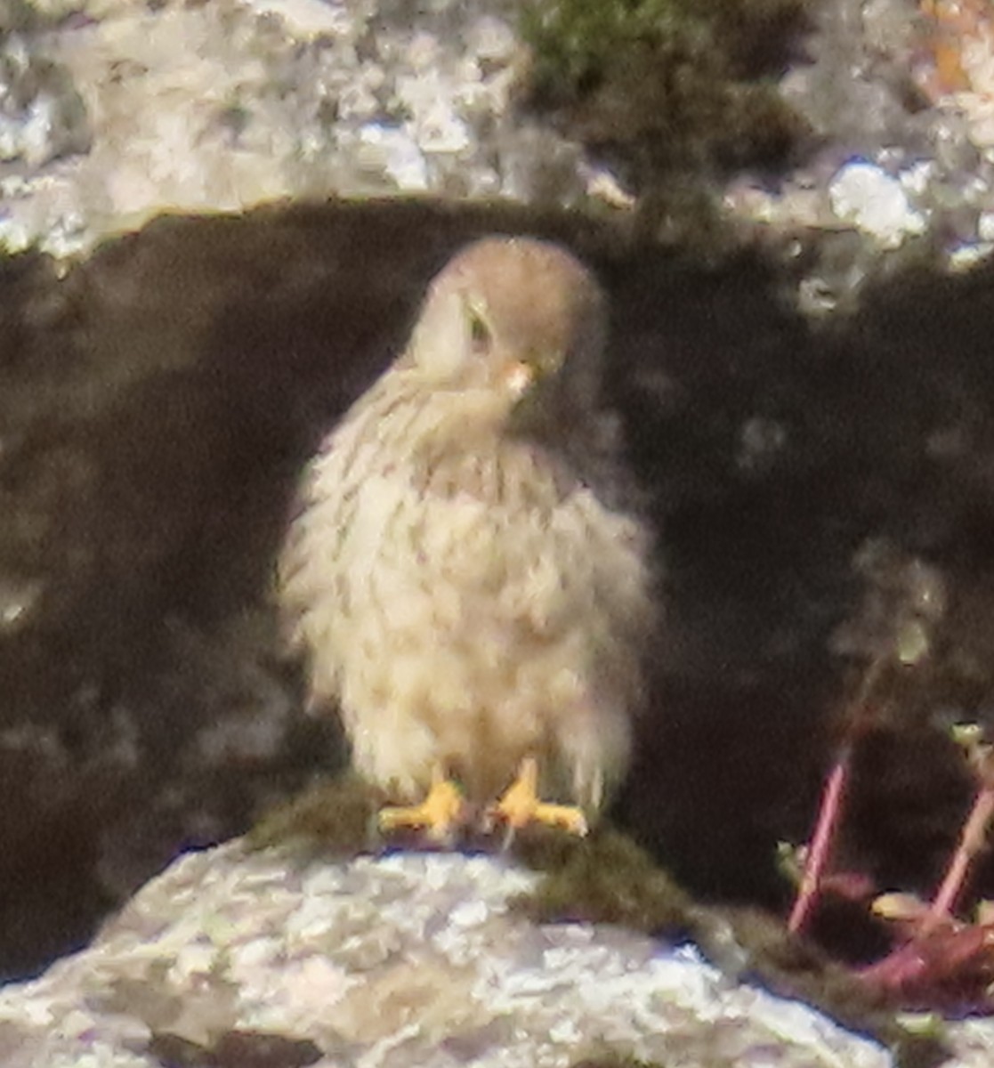 Faucon crécerellette - ML637589905