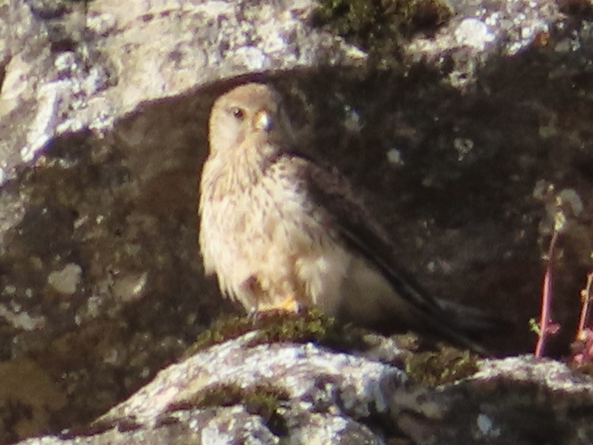 Faucon crécerellette - ML637589907