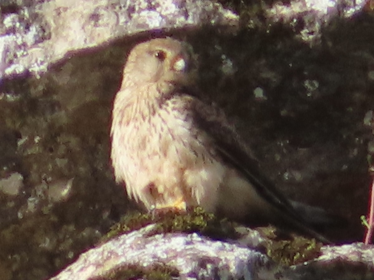 Faucon crécerellette - ML637589909