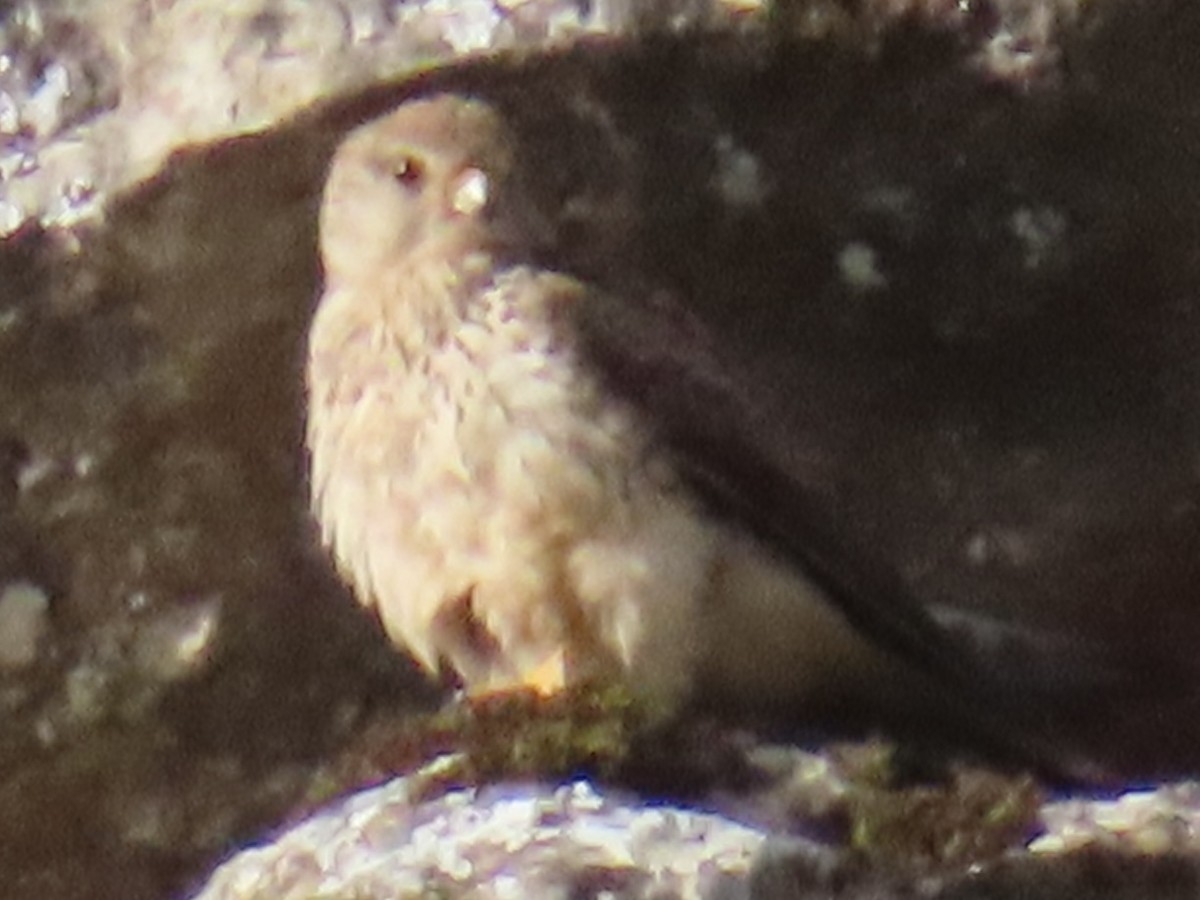 Faucon crécerellette - ML637589910