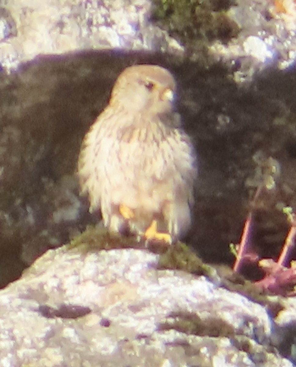 Faucon crécerellette - ML637589911