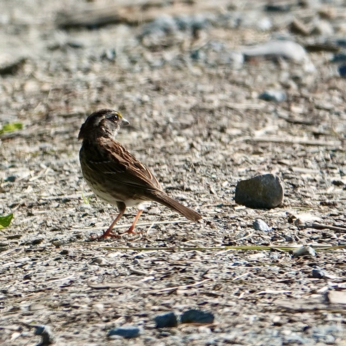 Bruant à gorge blanche - ML637589916