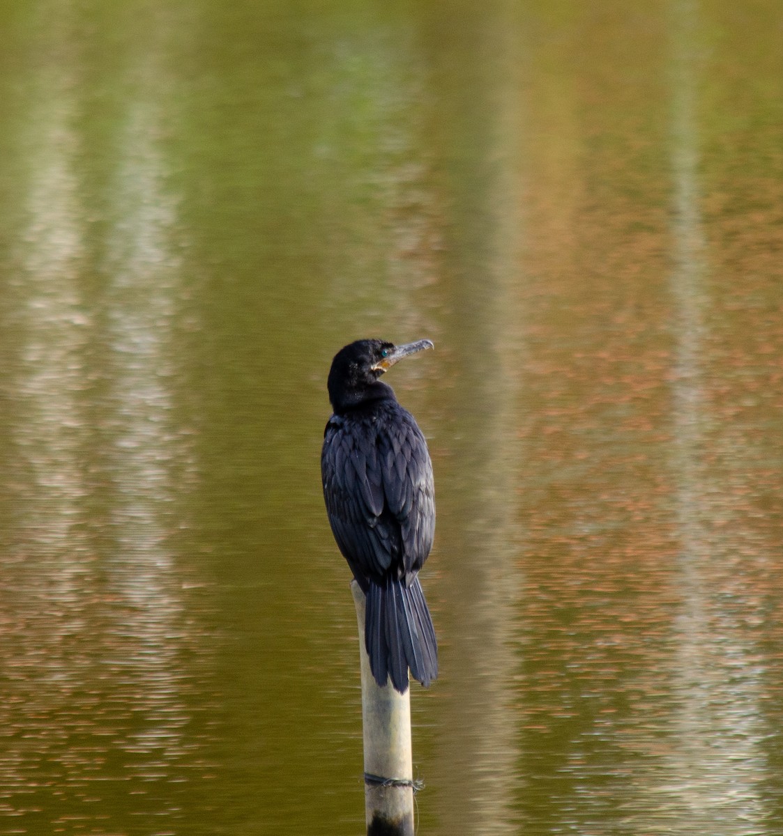Cormoran vigua - ML637589919