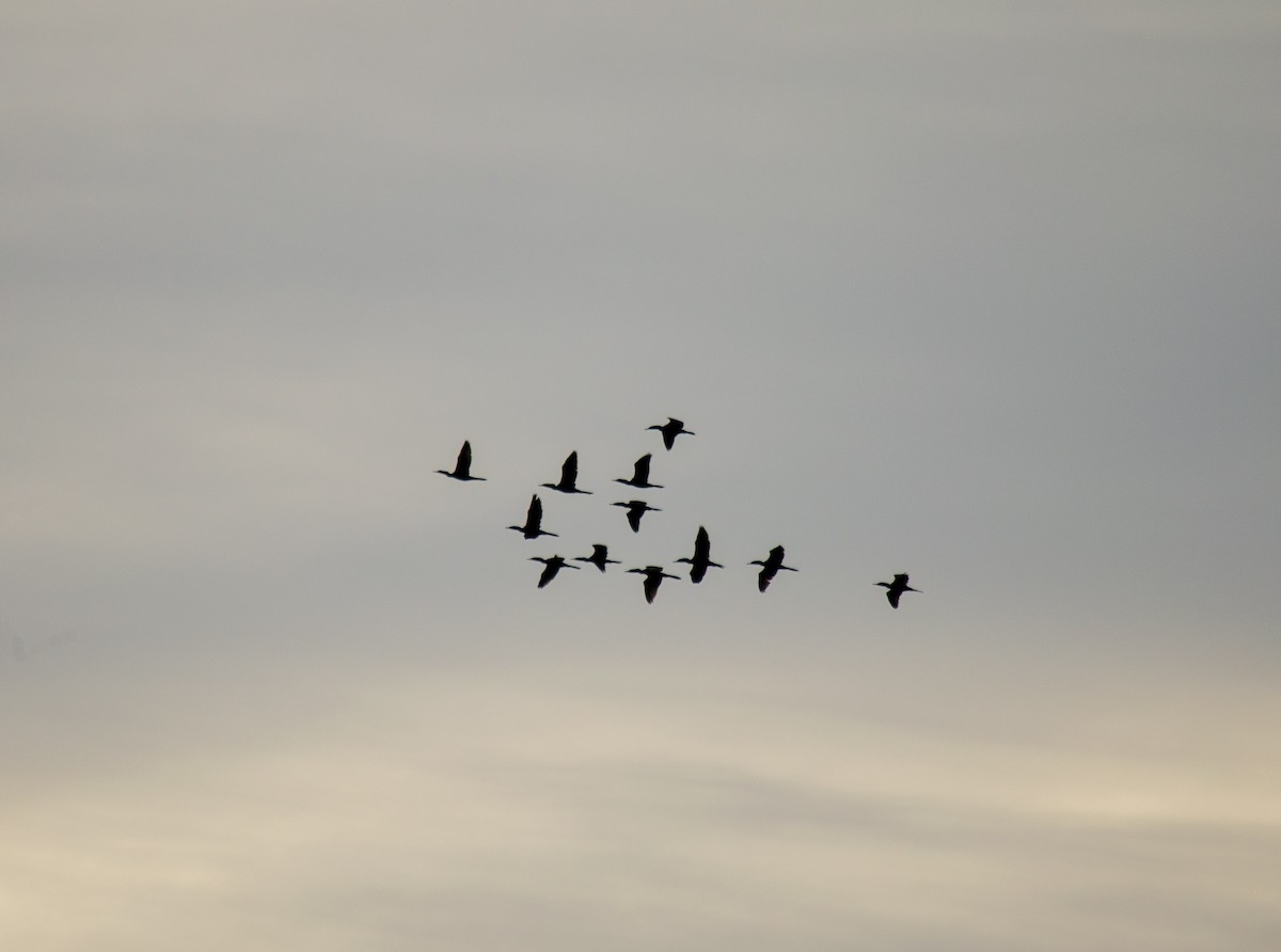 Cormoran vigua - ML637589920