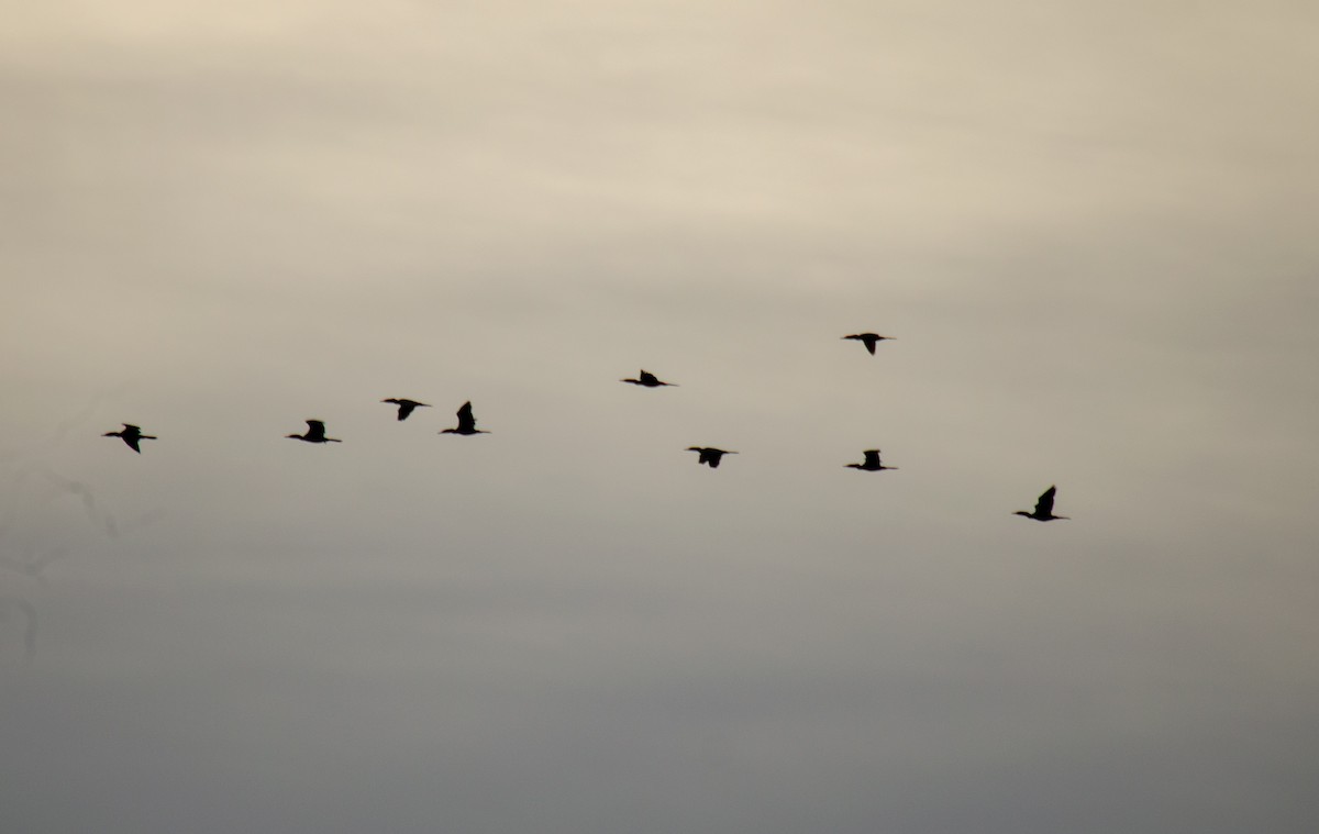 Cormoran vigua - ML637589921