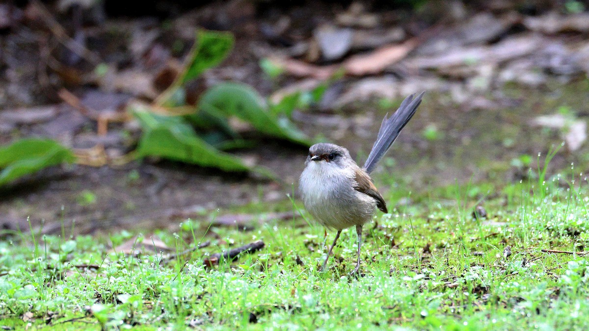 Red-winged Fairywren - ML637589928