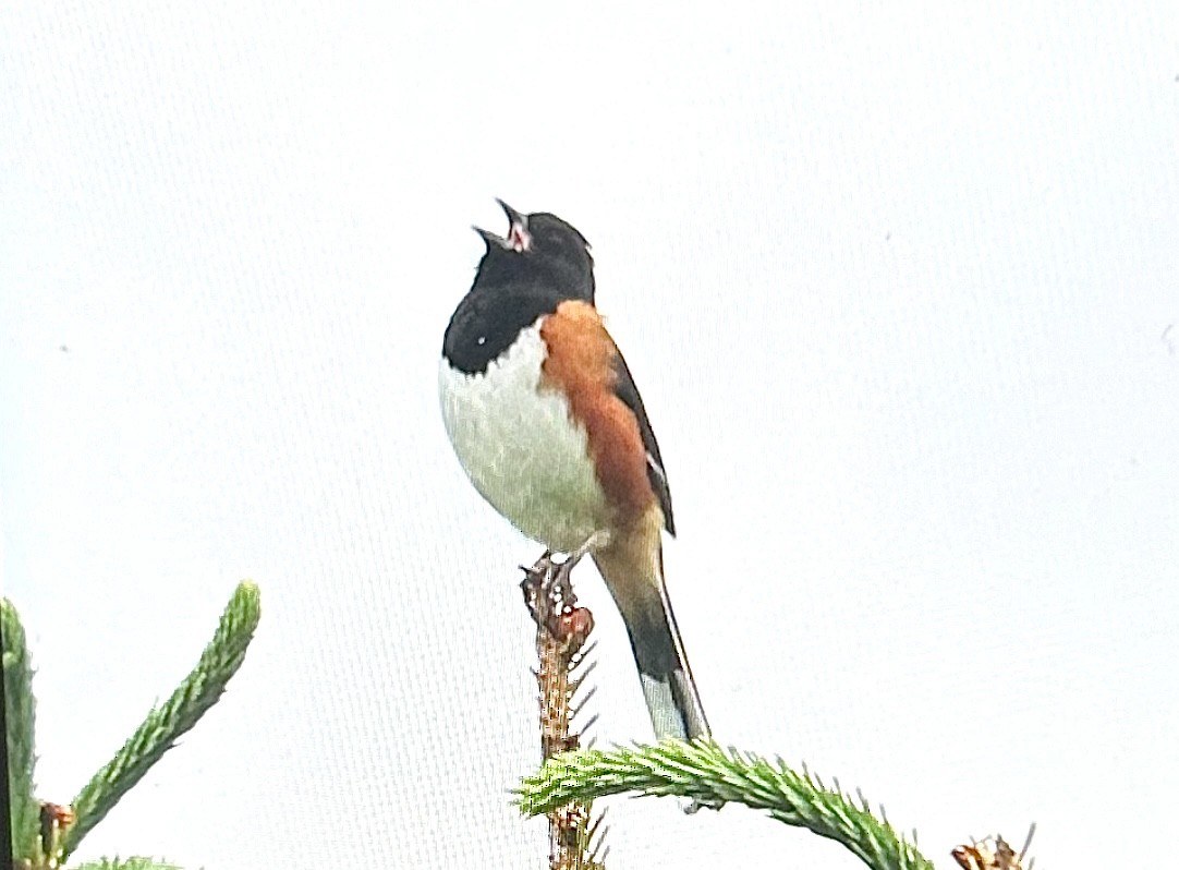 Rötelgrundammer - ML637590014