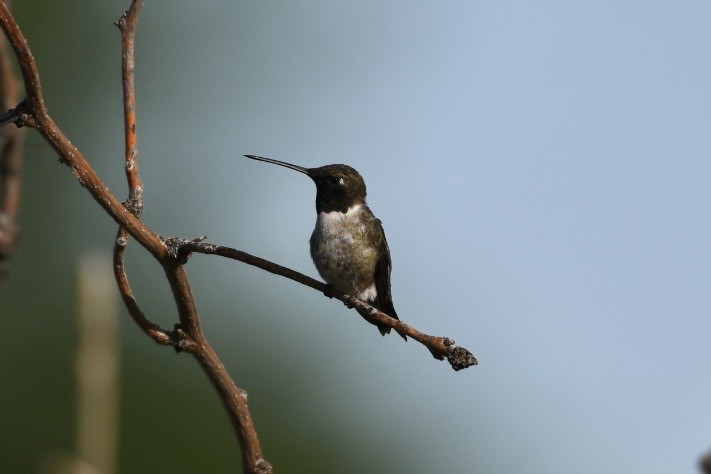 Black-chinned Hummingbird - ML637590015