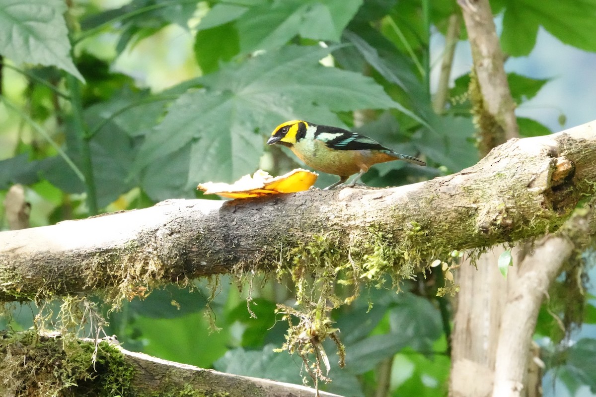 Flame-faced Tanager - ML637590024