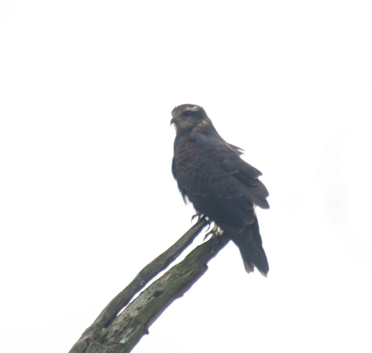 Snail Kite - ML637590034