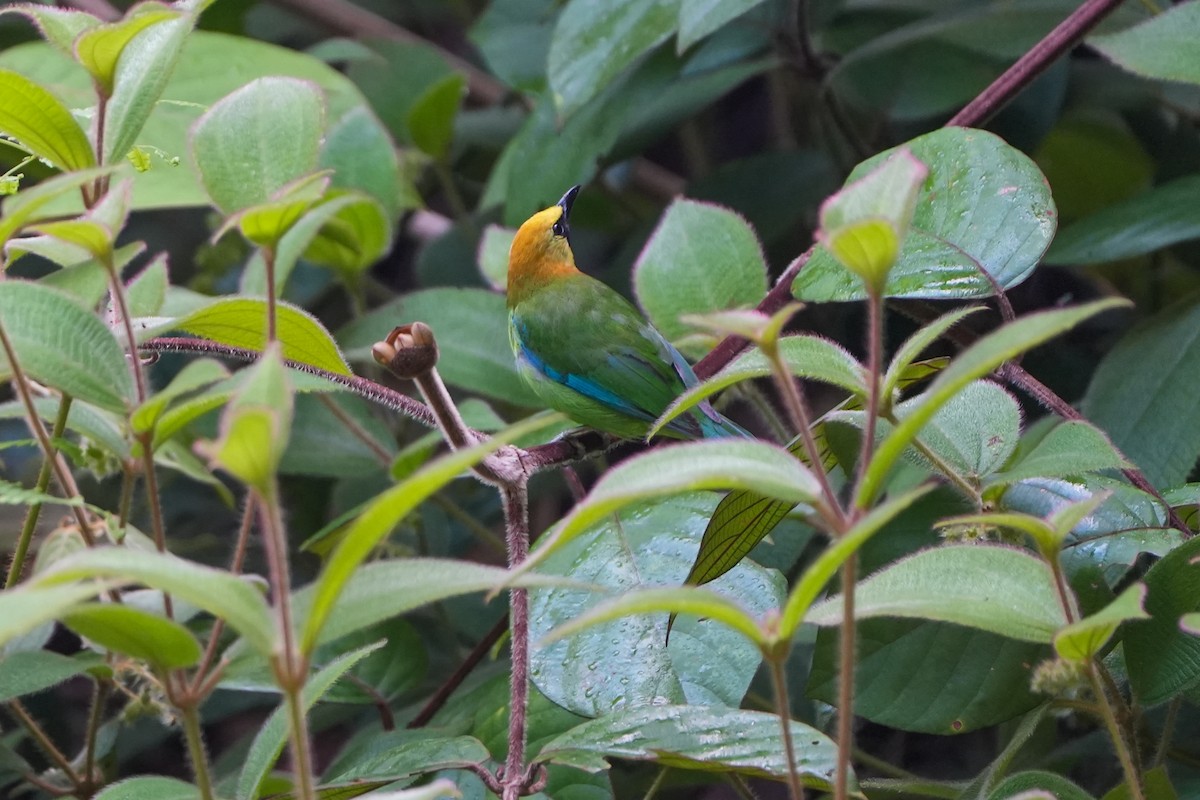 Verdin à ailes bleues - ML637590037