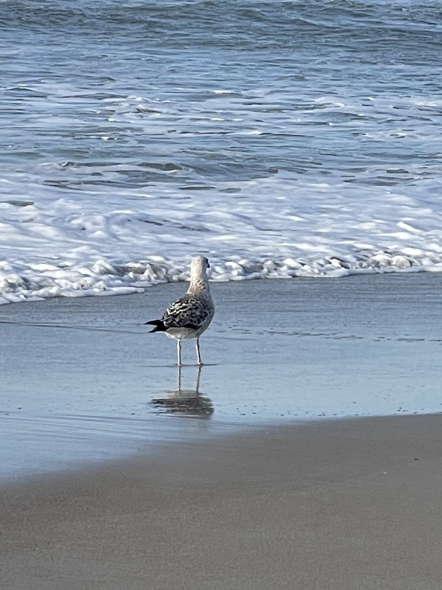 Great Black-backed Gull - ML637590084