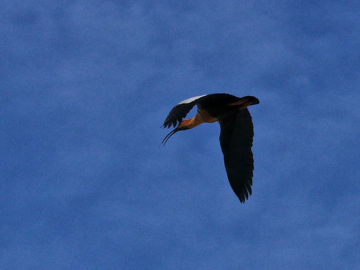 ibis laločnatý - ML637590107