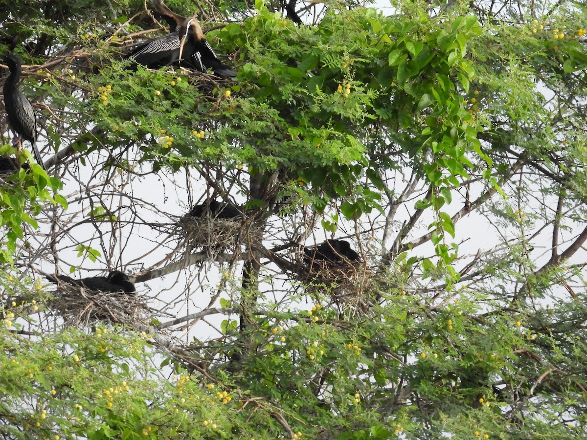 Little Cormorant - ML637590116