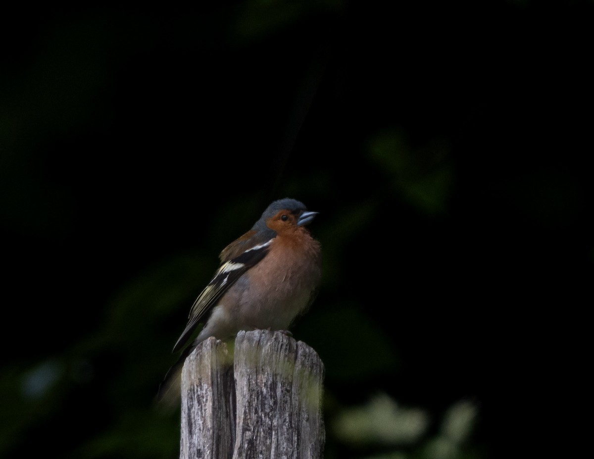 Pinson des arbres - ML637590122