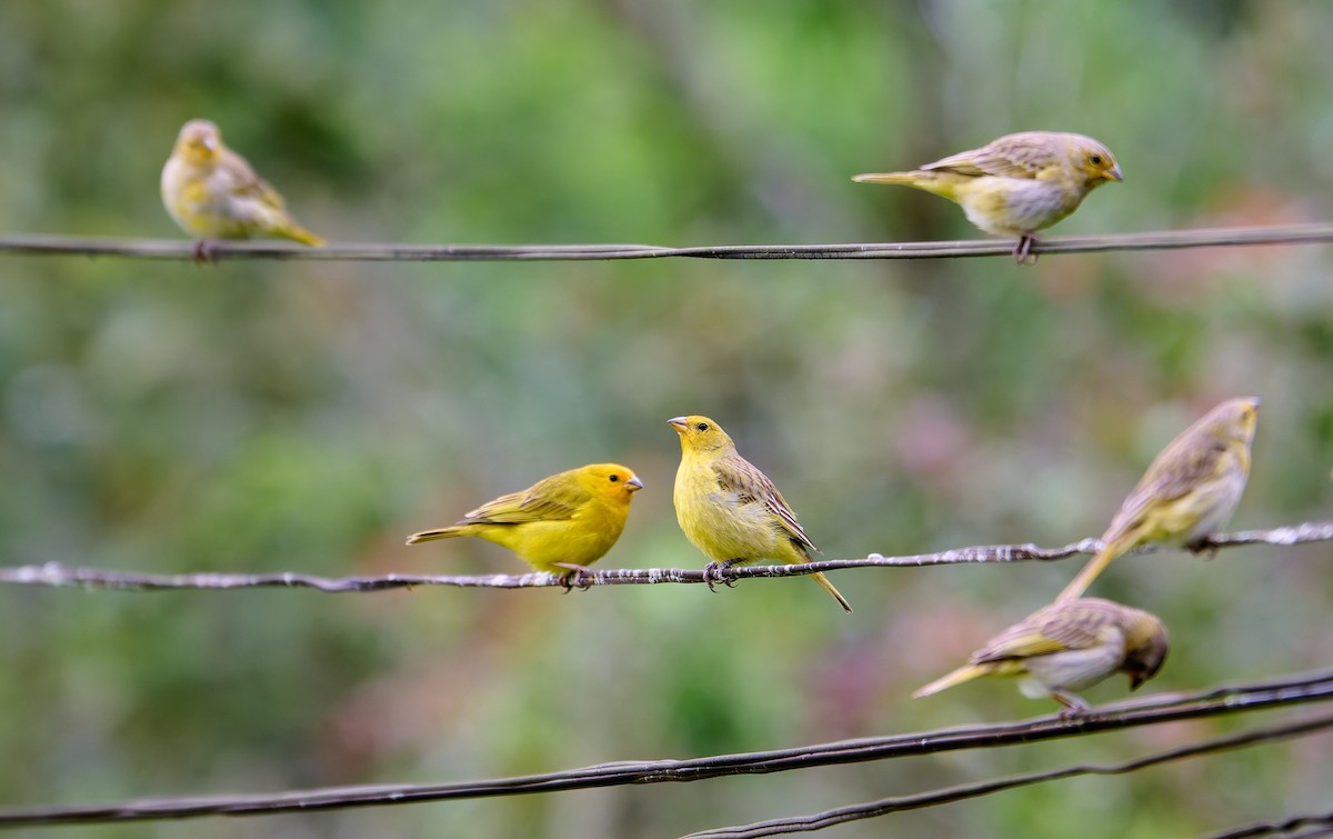 Saffron Finch - ML637590131