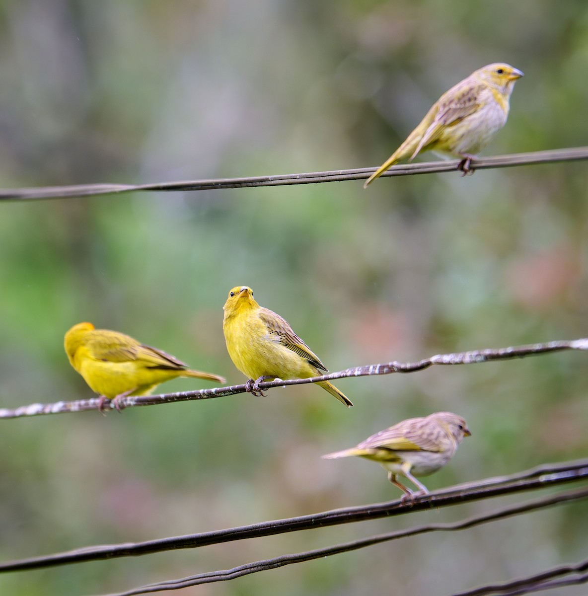 Saffron Finch - ML637590132
