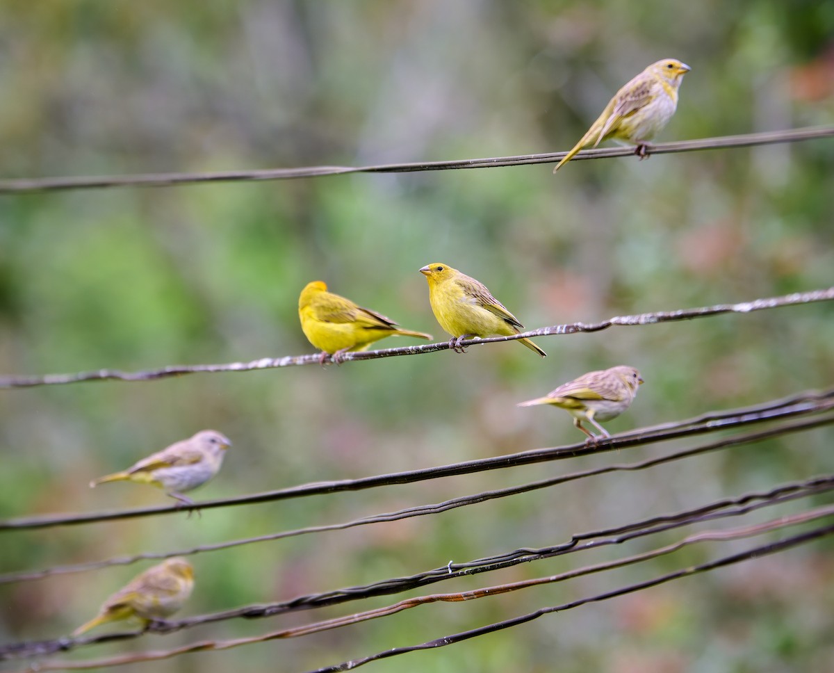 Saffron Finch - ML637590133
