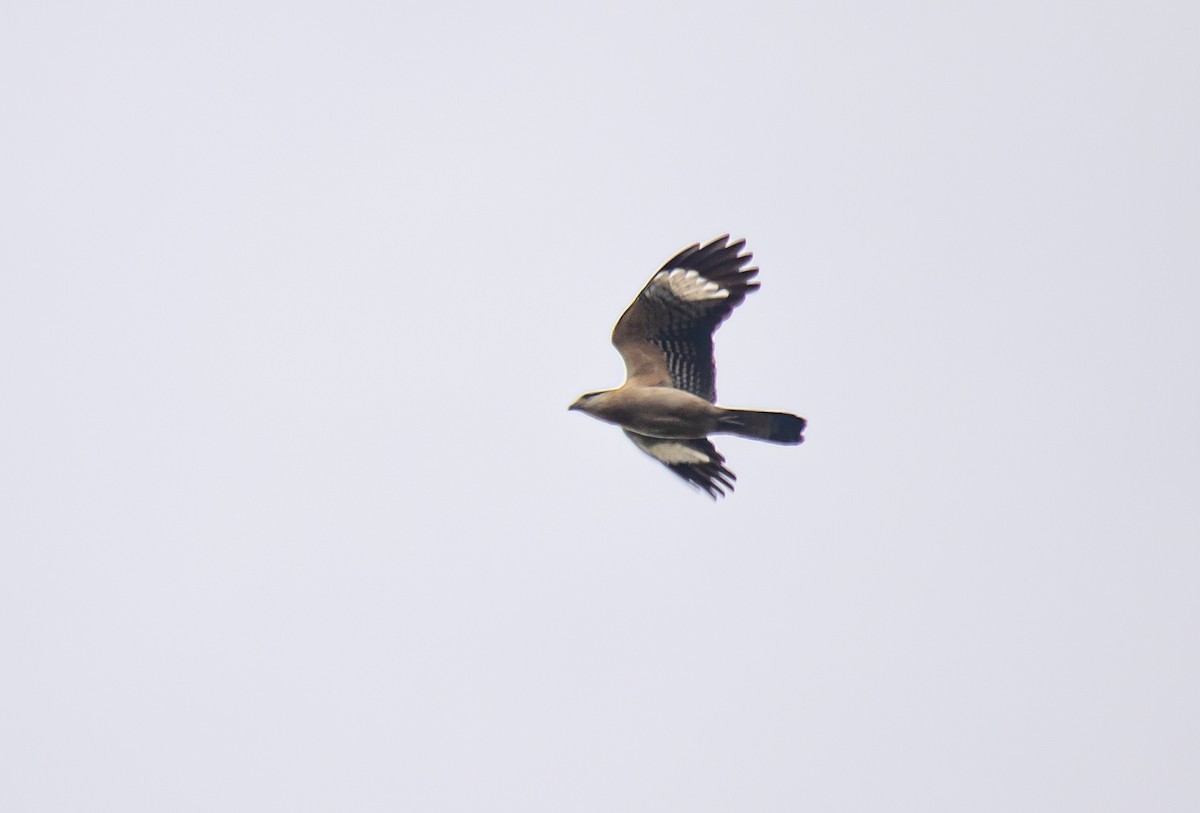 Yellow-headed Caracara - ML637590141