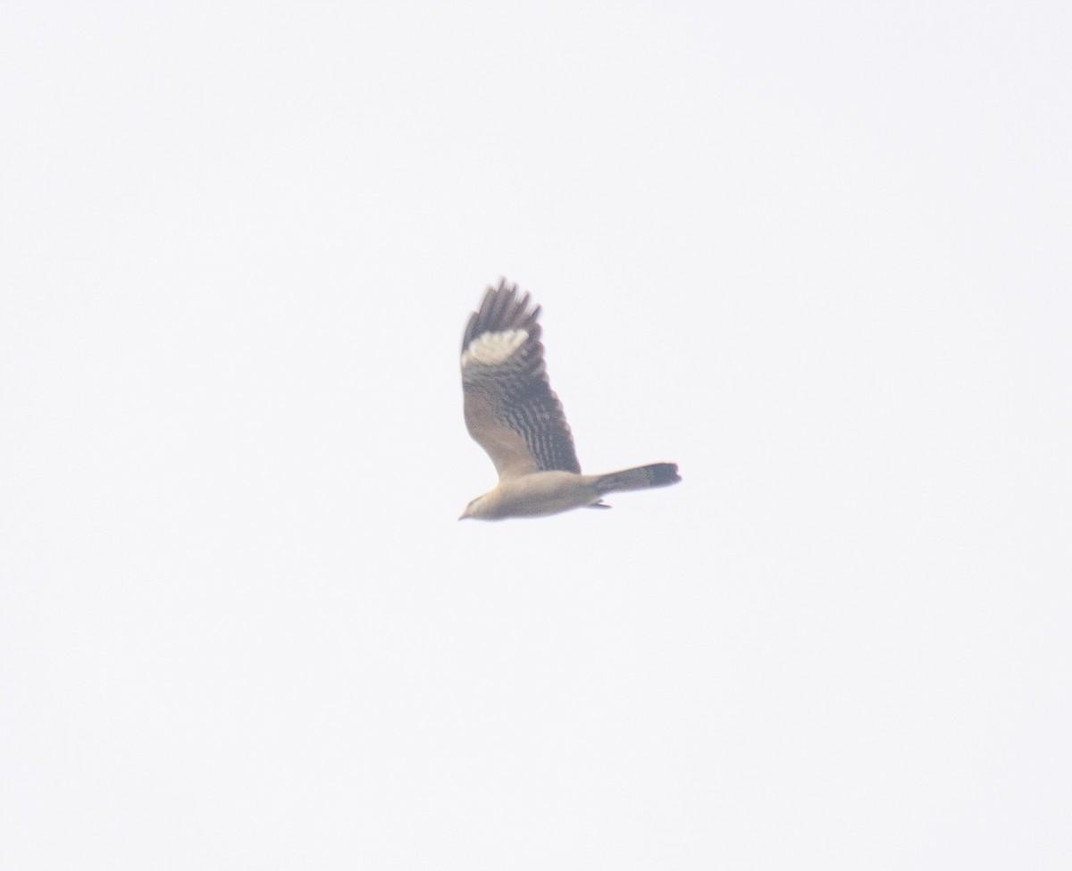 Yellow-headed Caracara - ML637590142