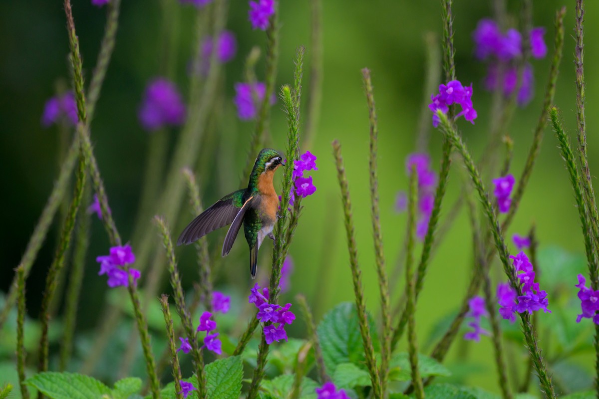 Purple-throated Mountain-gem - ML637590146