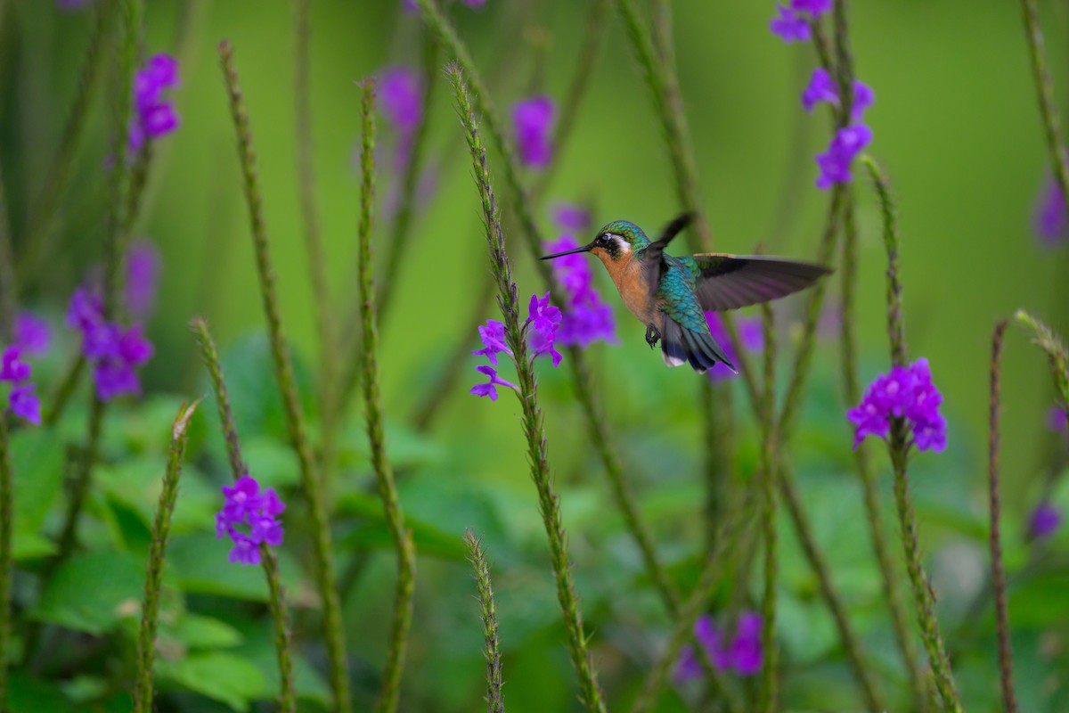 Purple-throated Mountain-gem - ML637590147