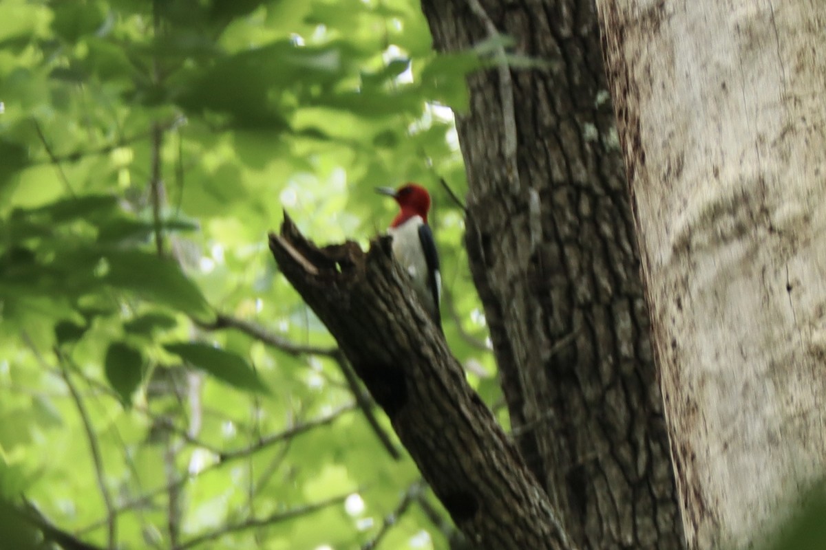 Red-headed Woodpecker - ML637590154