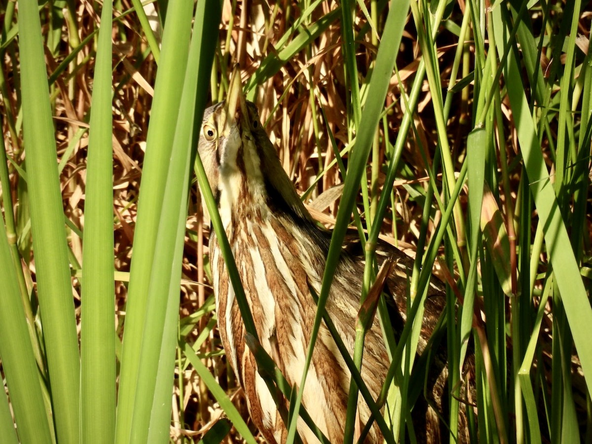 American Bittern - ML637590161