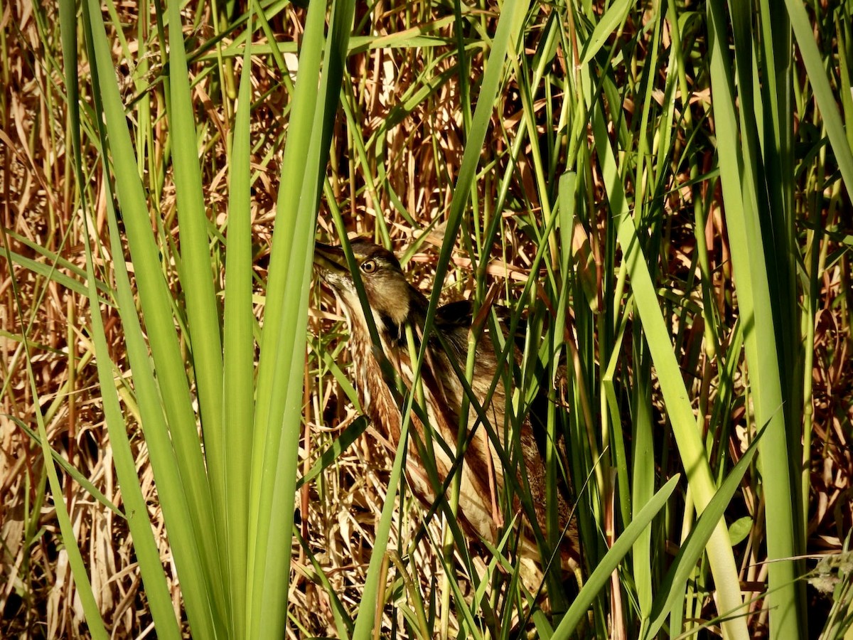 American Bittern - ML637590162