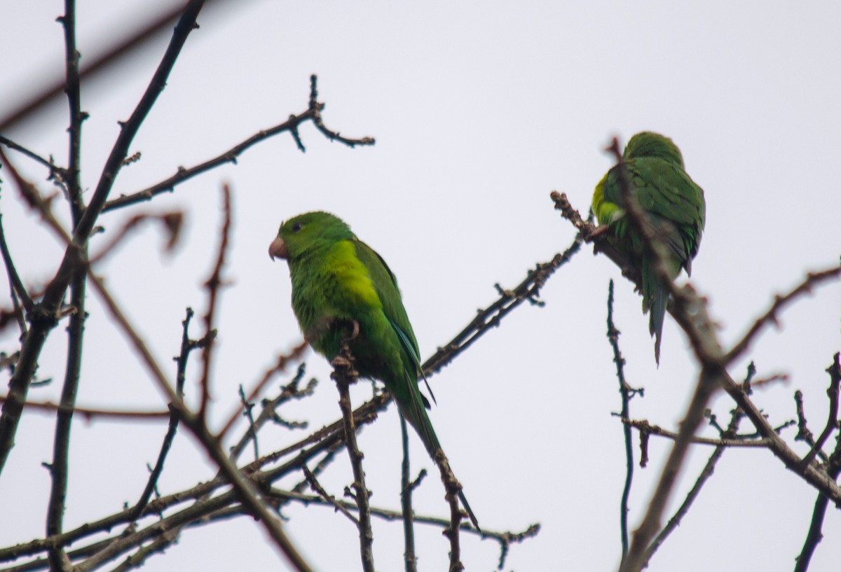 Plain Parakeet - ML637590163