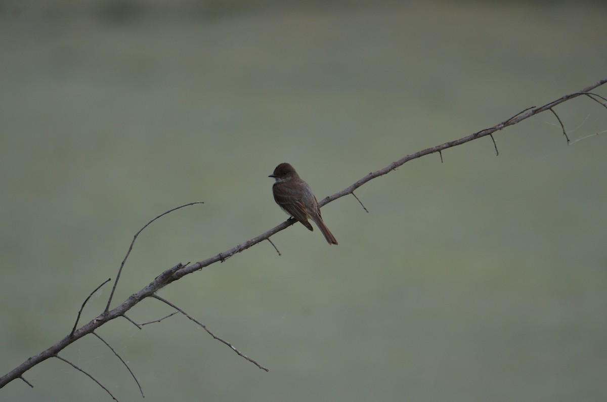 Eastern Phoebe - ML637590164
