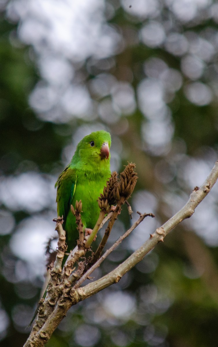 Plain Parakeet - ML637590165