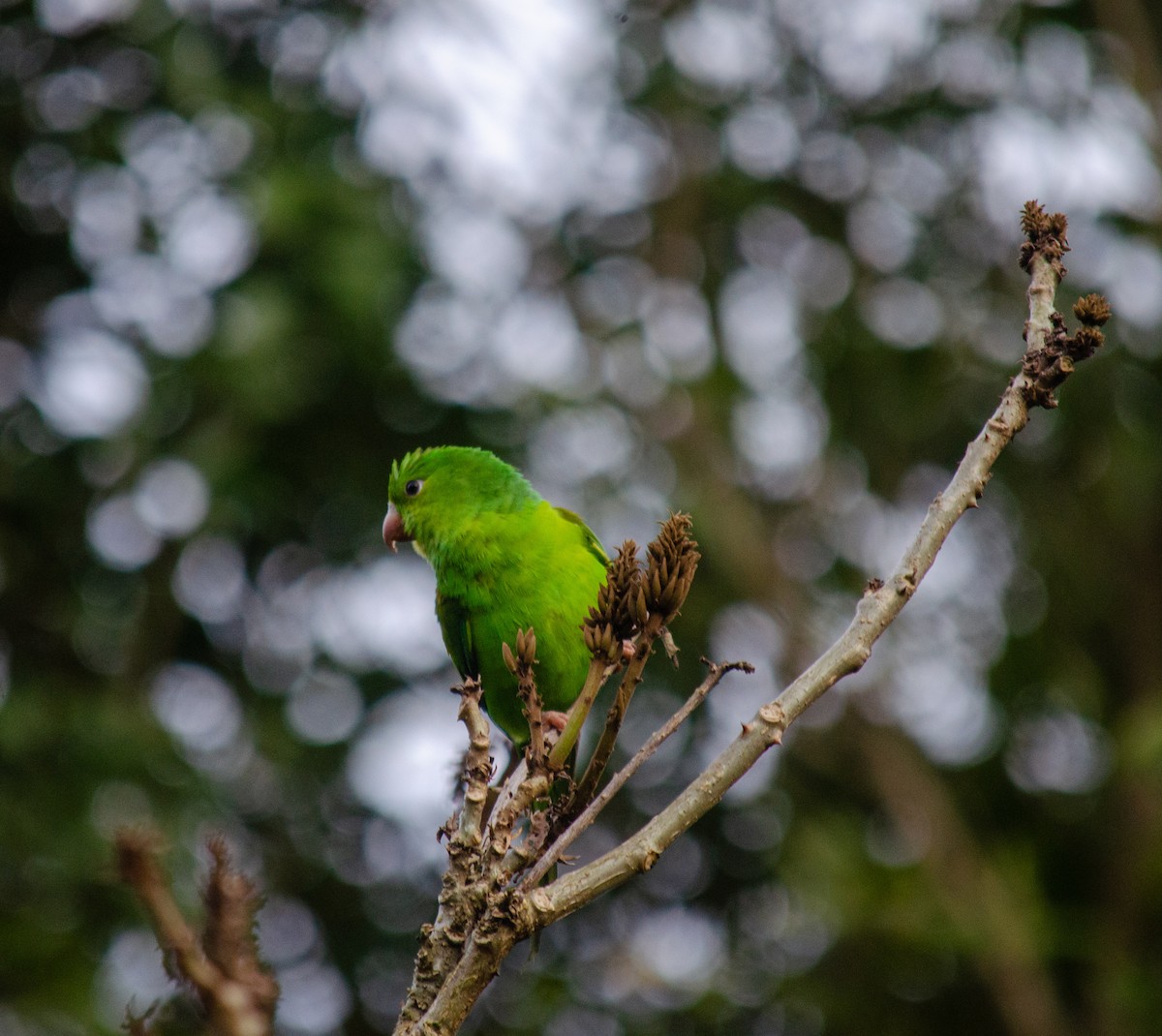 Plain Parakeet - ML637590166