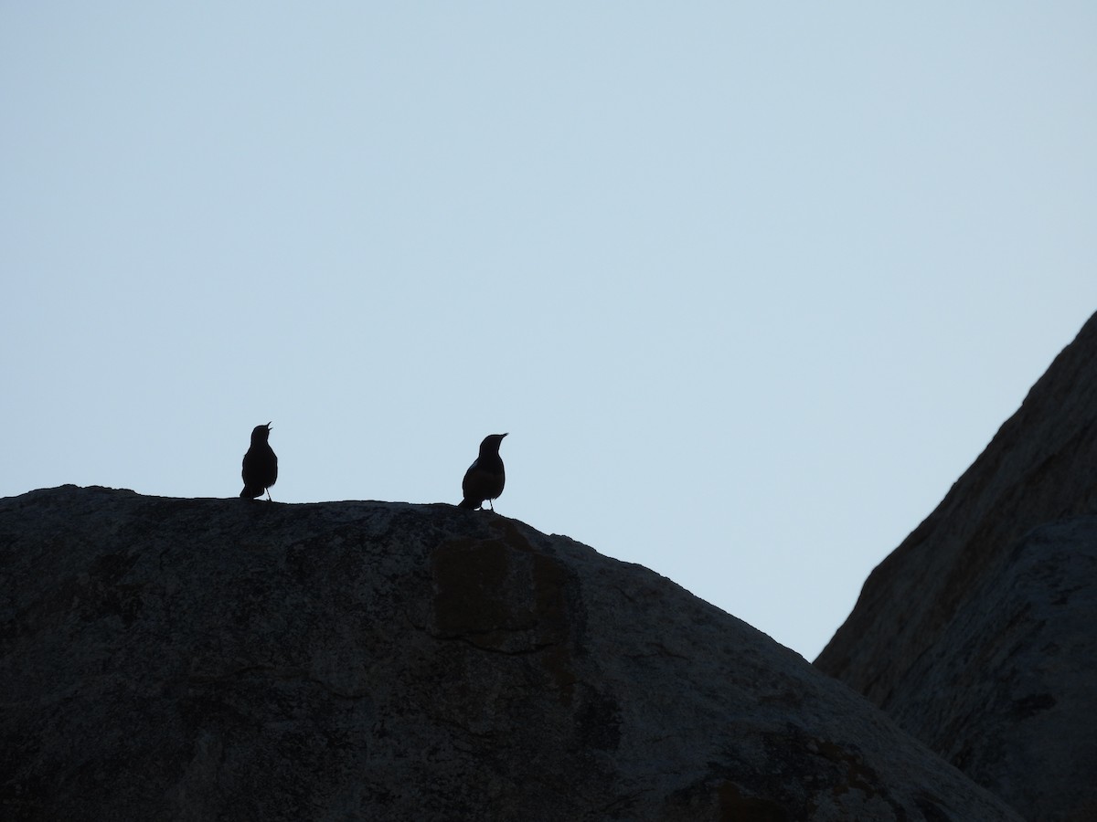 Mocking Cliff-Chat - ML637590179
