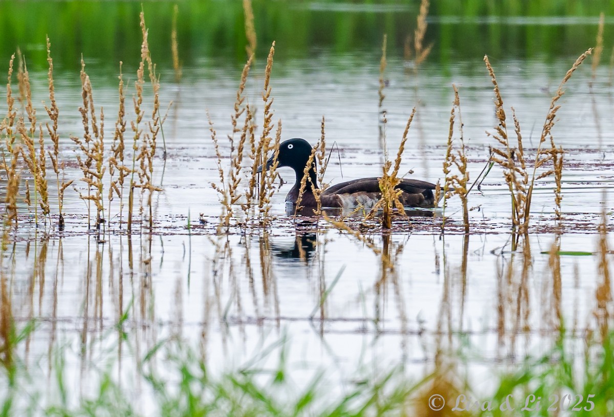 Baer's Pochard - ML637590180