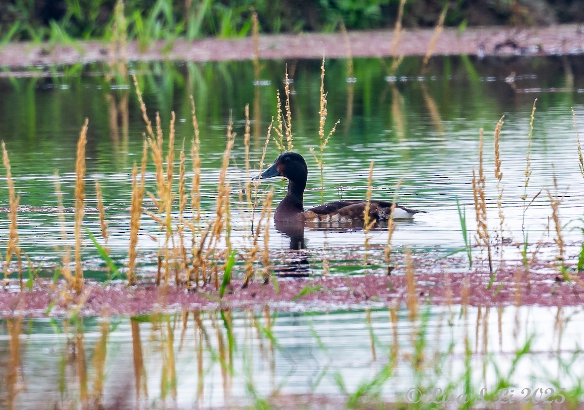 Baer's Pochard - ML637590181