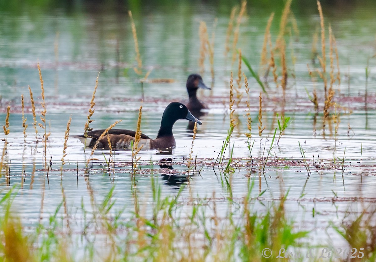 Baer's Pochard - ML637590183
