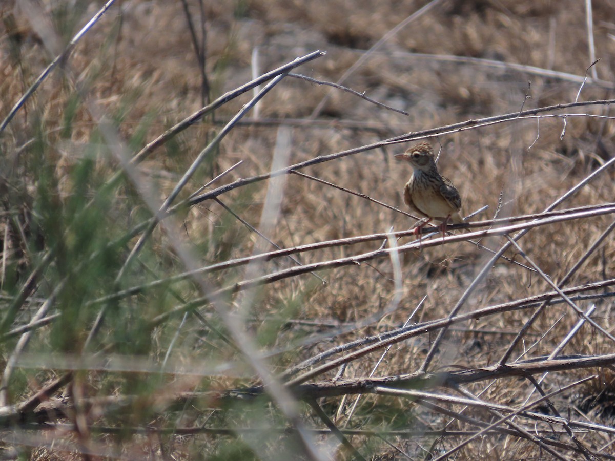 Oriental Skylark - ML637590188