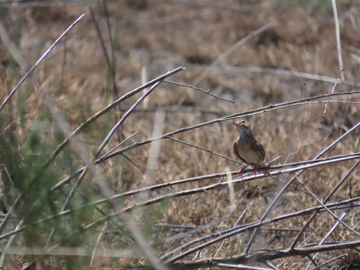 Oriental Skylark - ML637590189