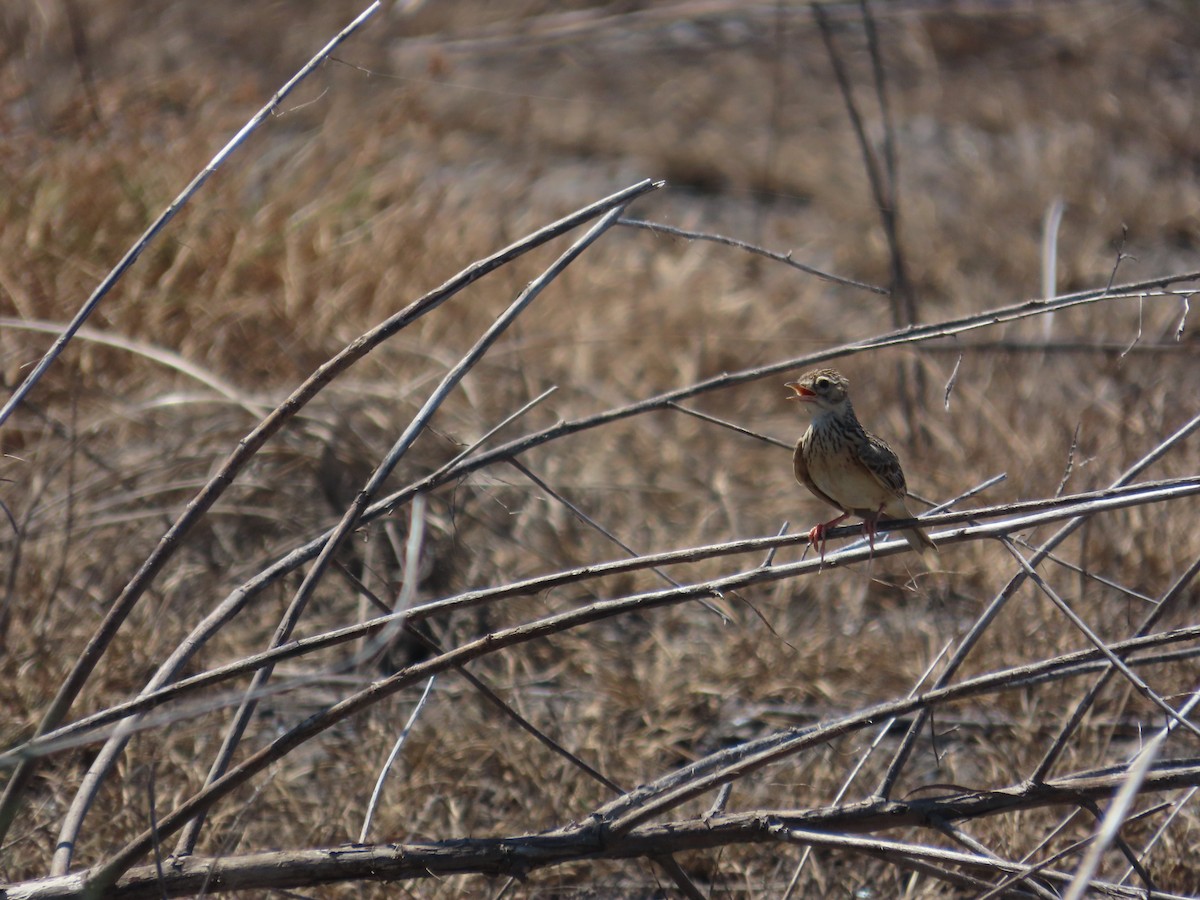 Oriental Skylark - ML637590190