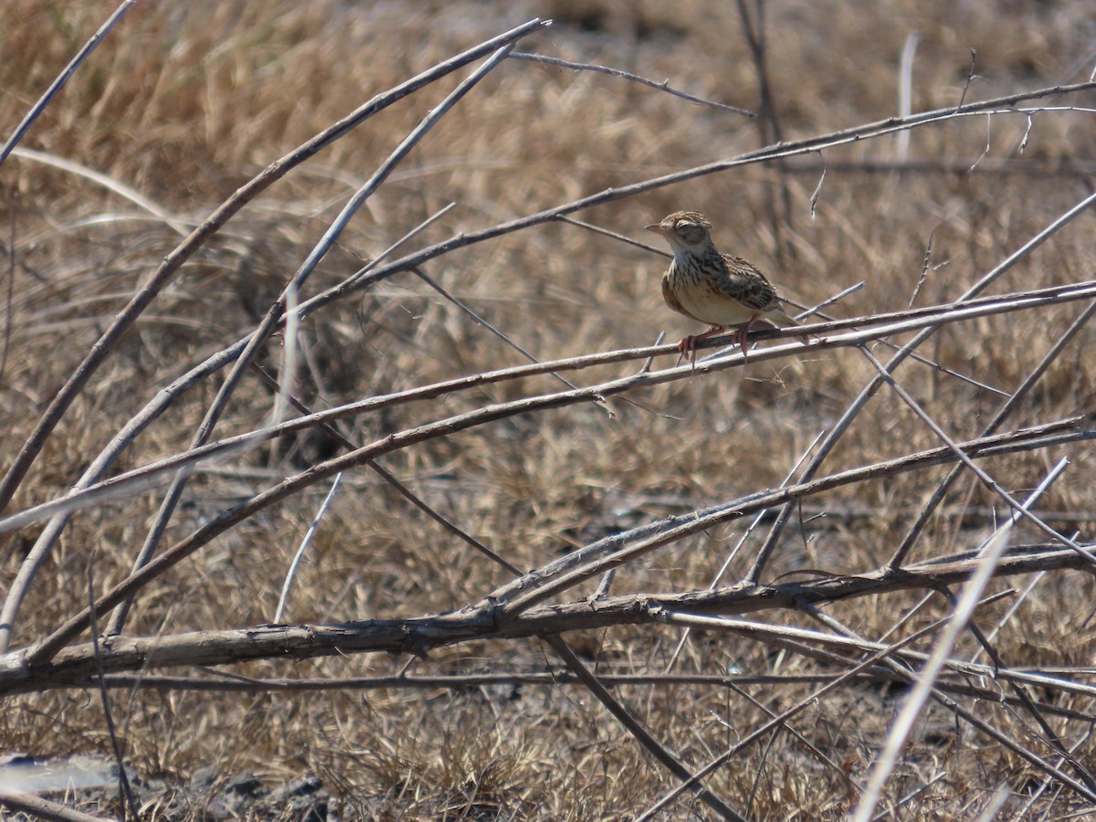 Oriental Skylark - ML637590191