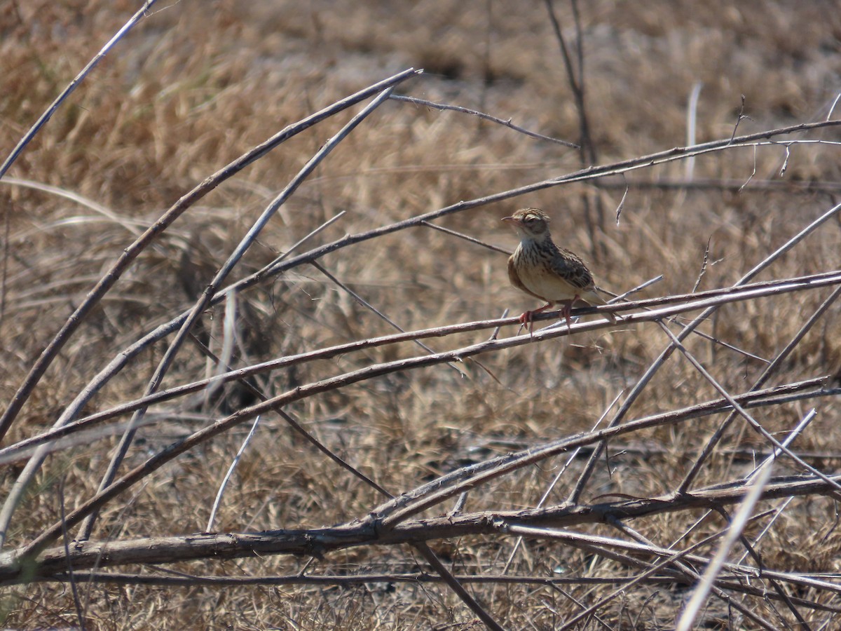 Oriental Skylark - ML637590193