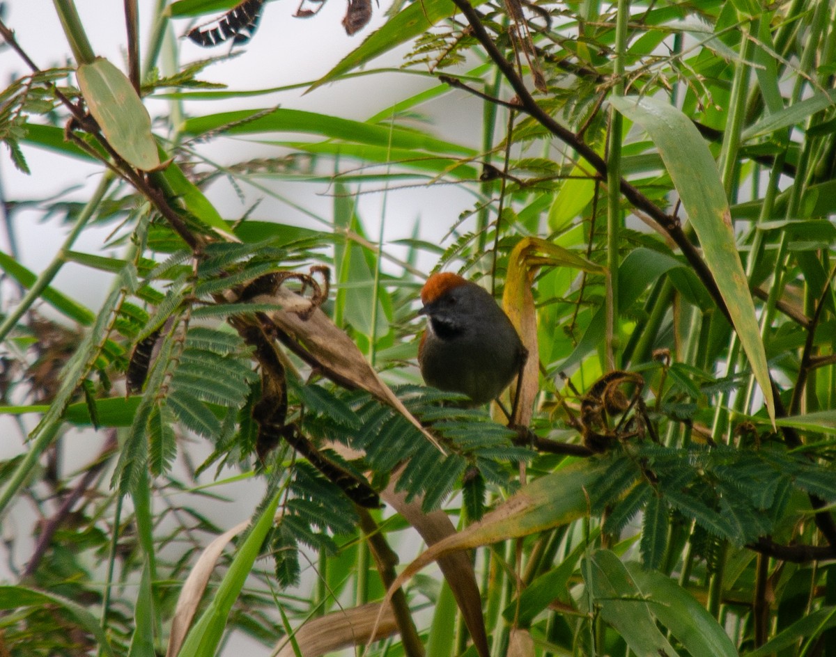 Spix's Spinetail - ML637590199