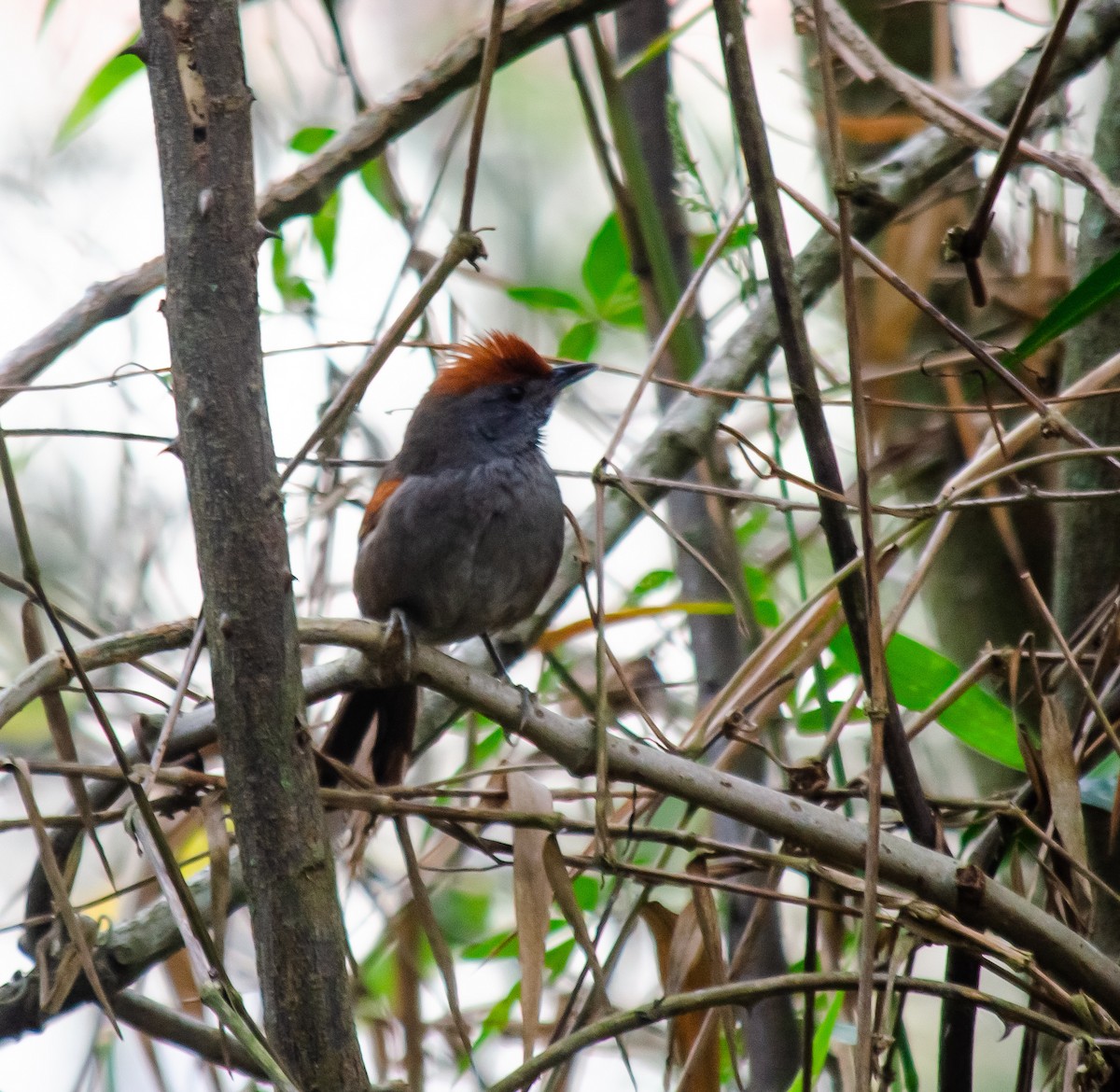 Spix's Spinetail - ML637590200